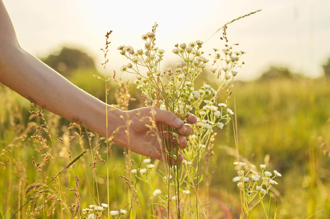 A hand gently brushing through sunlit wildflowers in a summer field at golden hour.