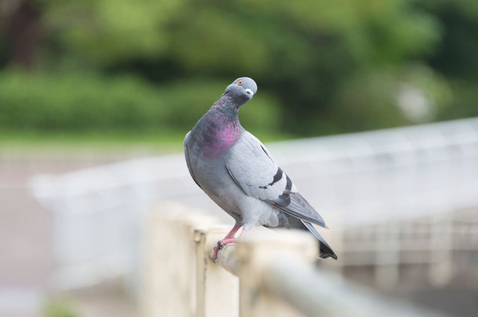 A grey and purple pigeon perched on a fence railing, looking sideways, with a soft green background