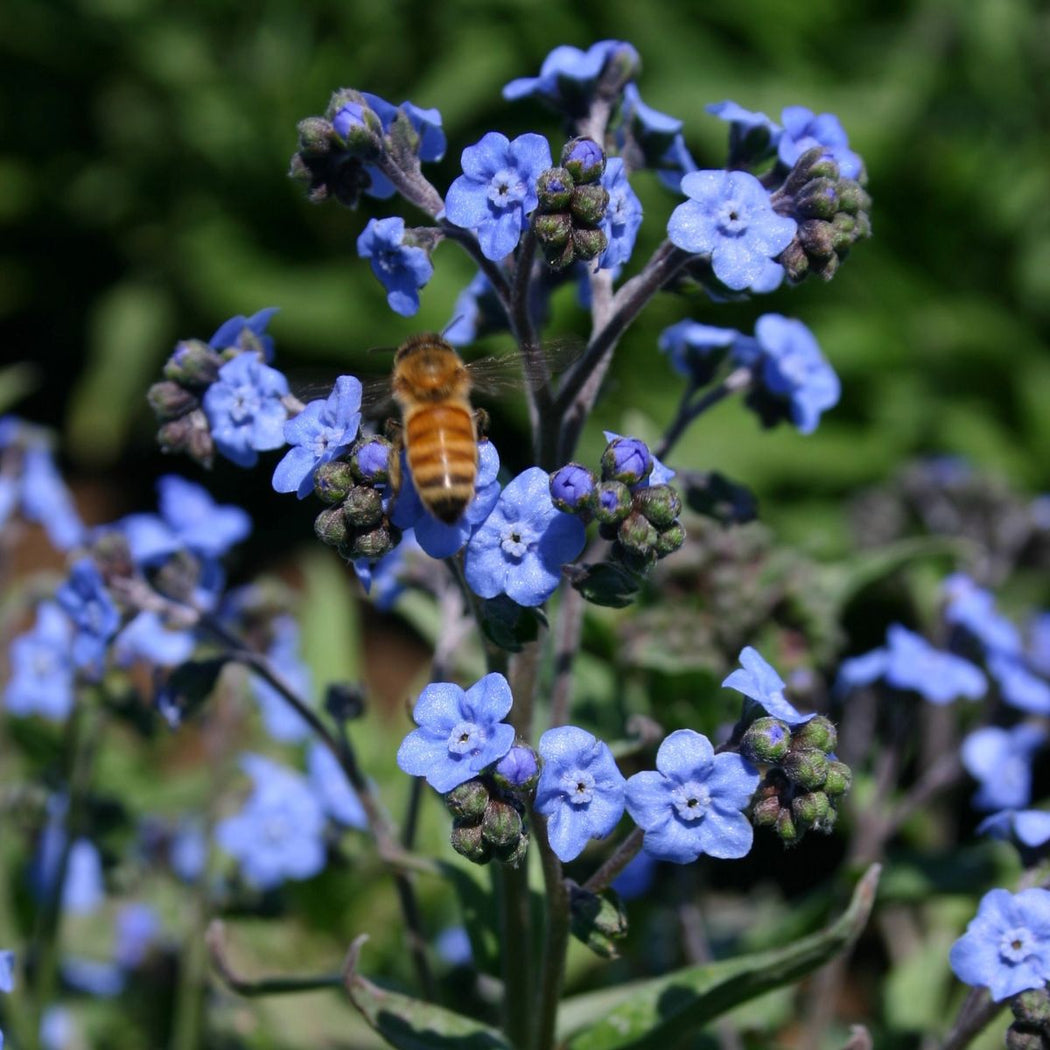 Forget Me Not (blue) flowers with a bee.