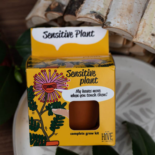 A yellow box labeled 'Sensitive Plant' and 'complete grow kit' with a window showing a terracotta pot inside, photographed on a white plate with green leaves and wood logs in the background.