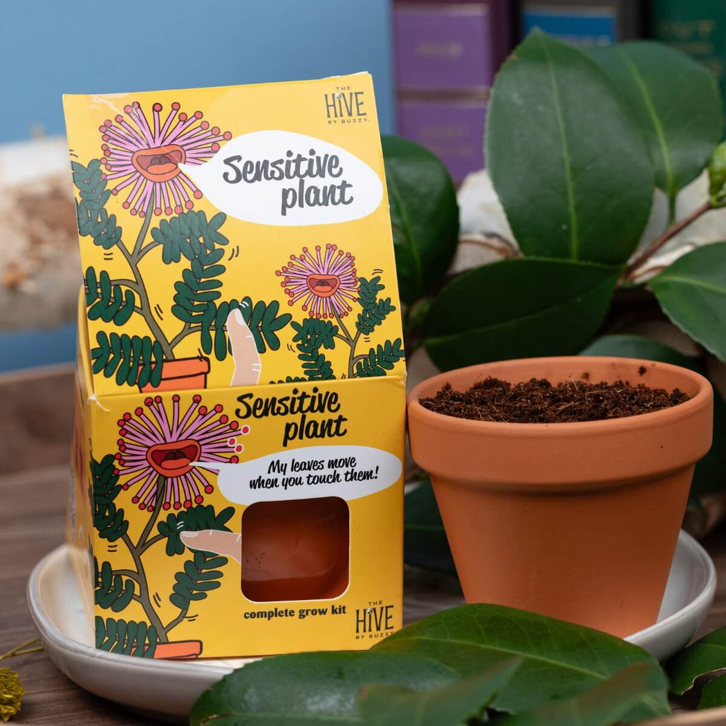 A yellow 'Sensitive plant' complete grow kit box by HIVE, shown next to a small terracotta pot filled with soil on a white saucer, surrounded by green leaves.