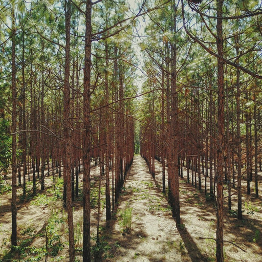 Help Plant Trees